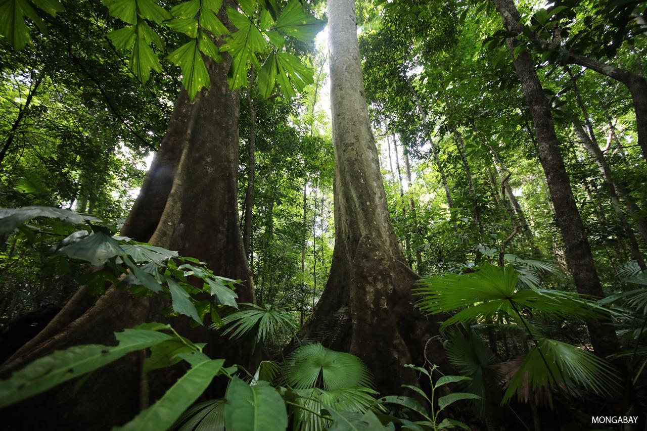 Eco-friendly and sustainable tourism options in Indonesian rainforests