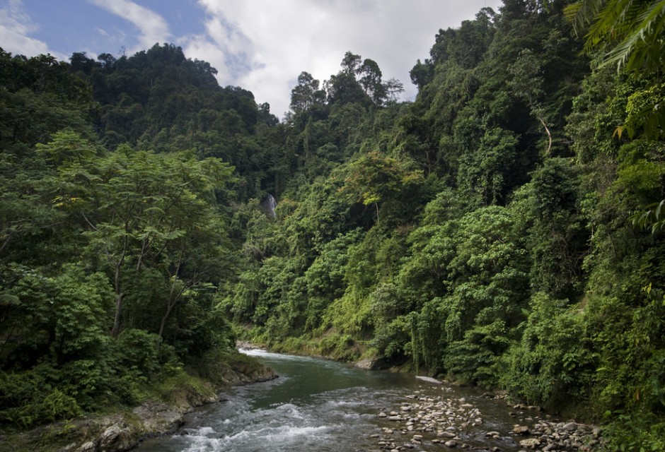 Rainforest sumatra pristine rain indonesia jungle rains choose board save